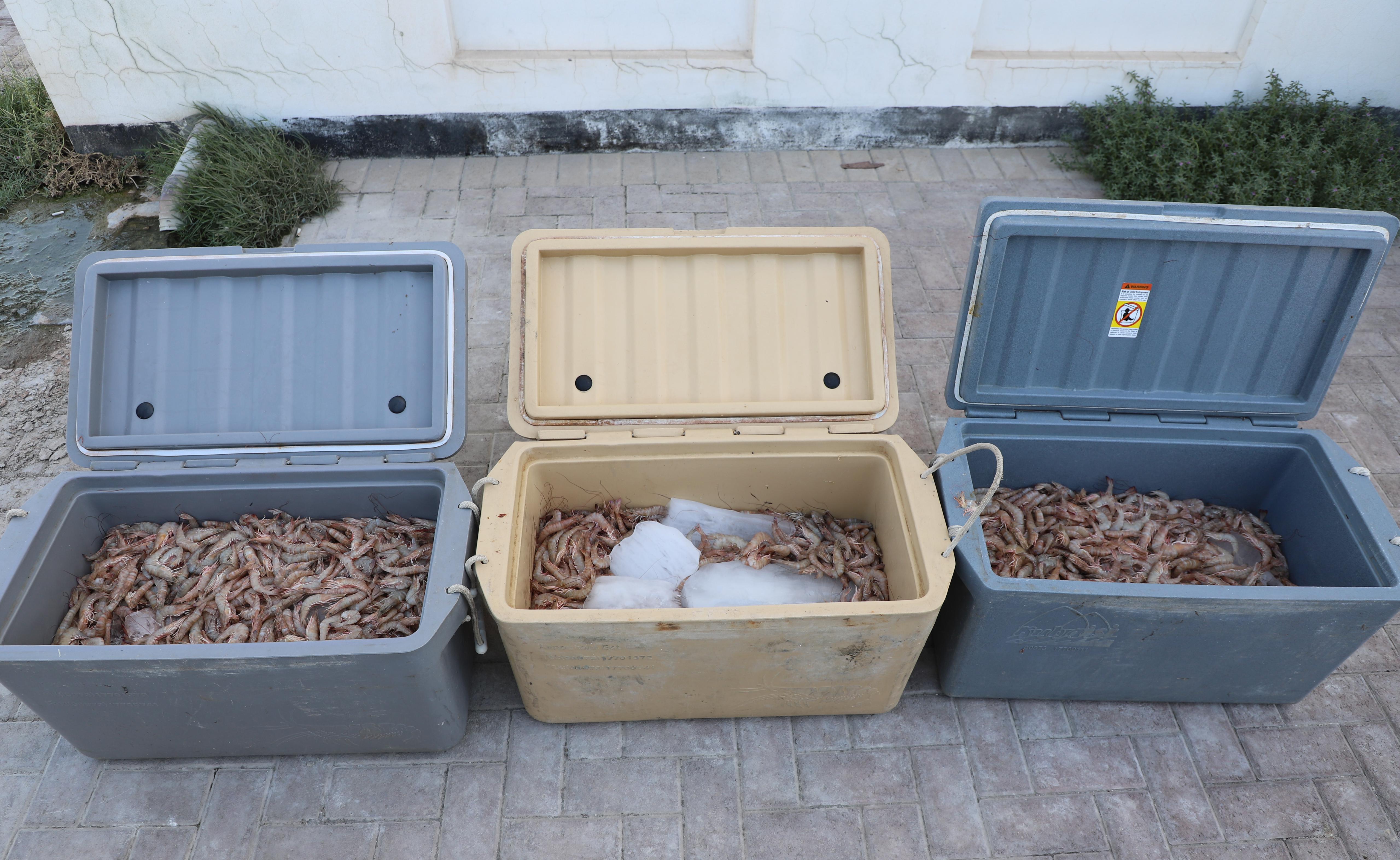 خفر السواحل : القبض على 4 بحارة لاستخدامهم شباك الجر القاعي في صيد الروبيان<